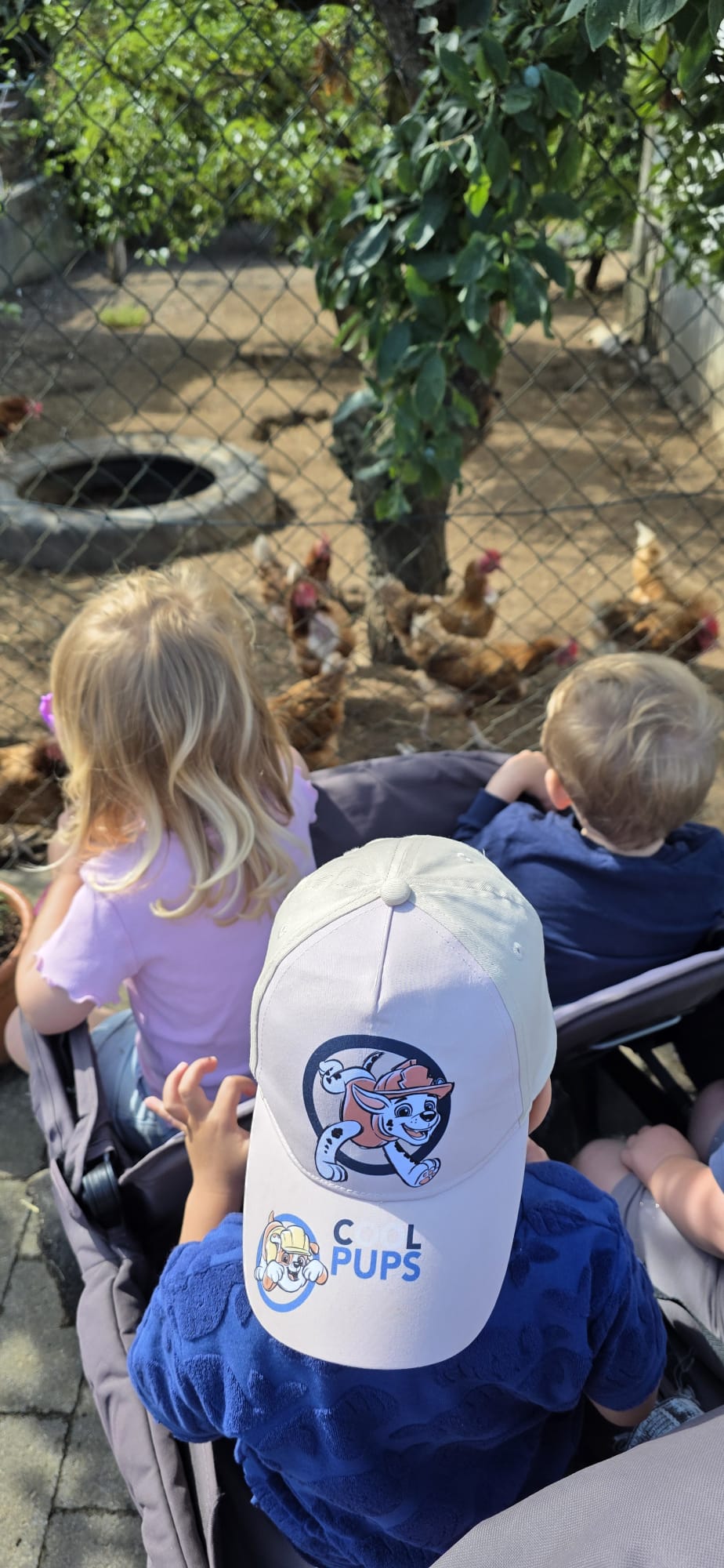 Kinder beobachten Hühner im Auslauf
